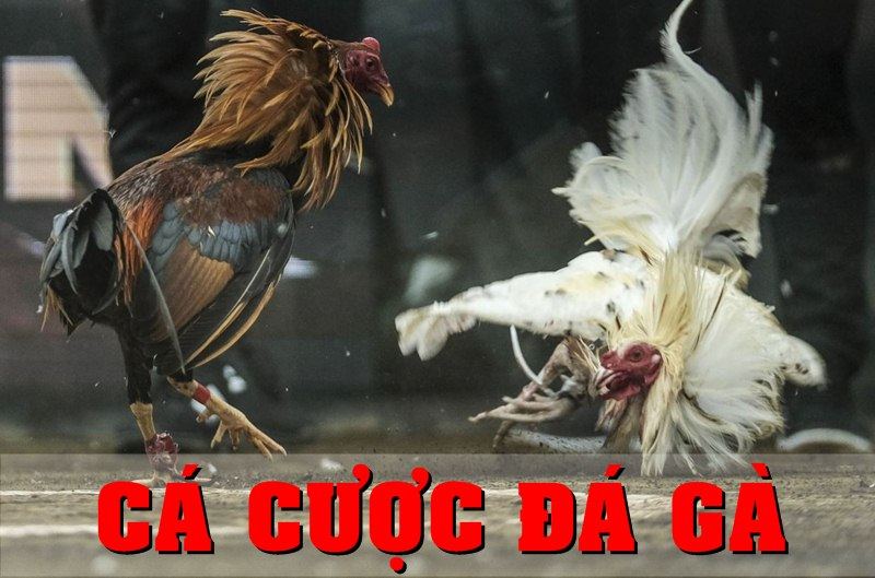 Cá cược Đá gà