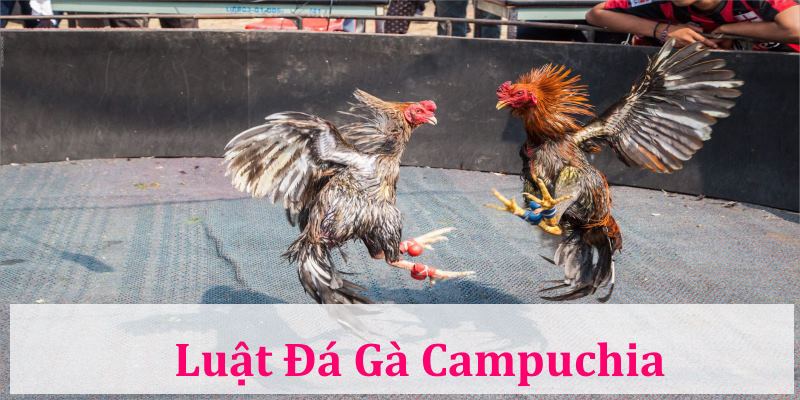 Luật chơi Đá Gà Campuchia