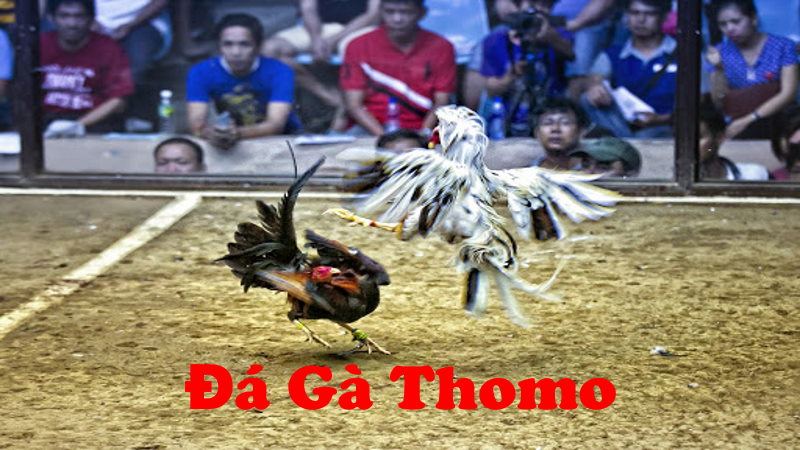 Đá gà Thomo