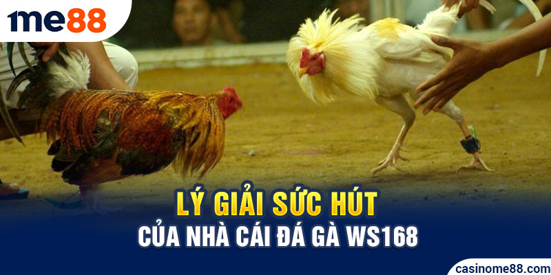 Lý giải sức hút của nhà cái đá gà WS168