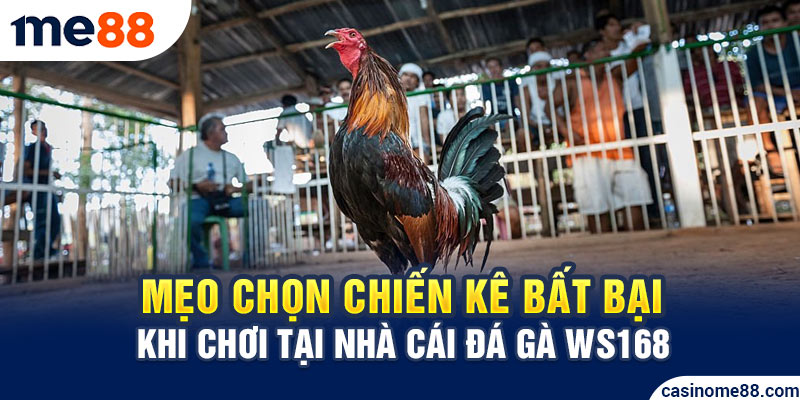 Mẹo chọn chiến kê bất bại khi chơi tại nhà cái đá gà WS168