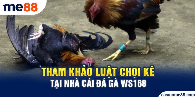 Tham khảo luật chọi kê tại nhà cái đá gà WS168